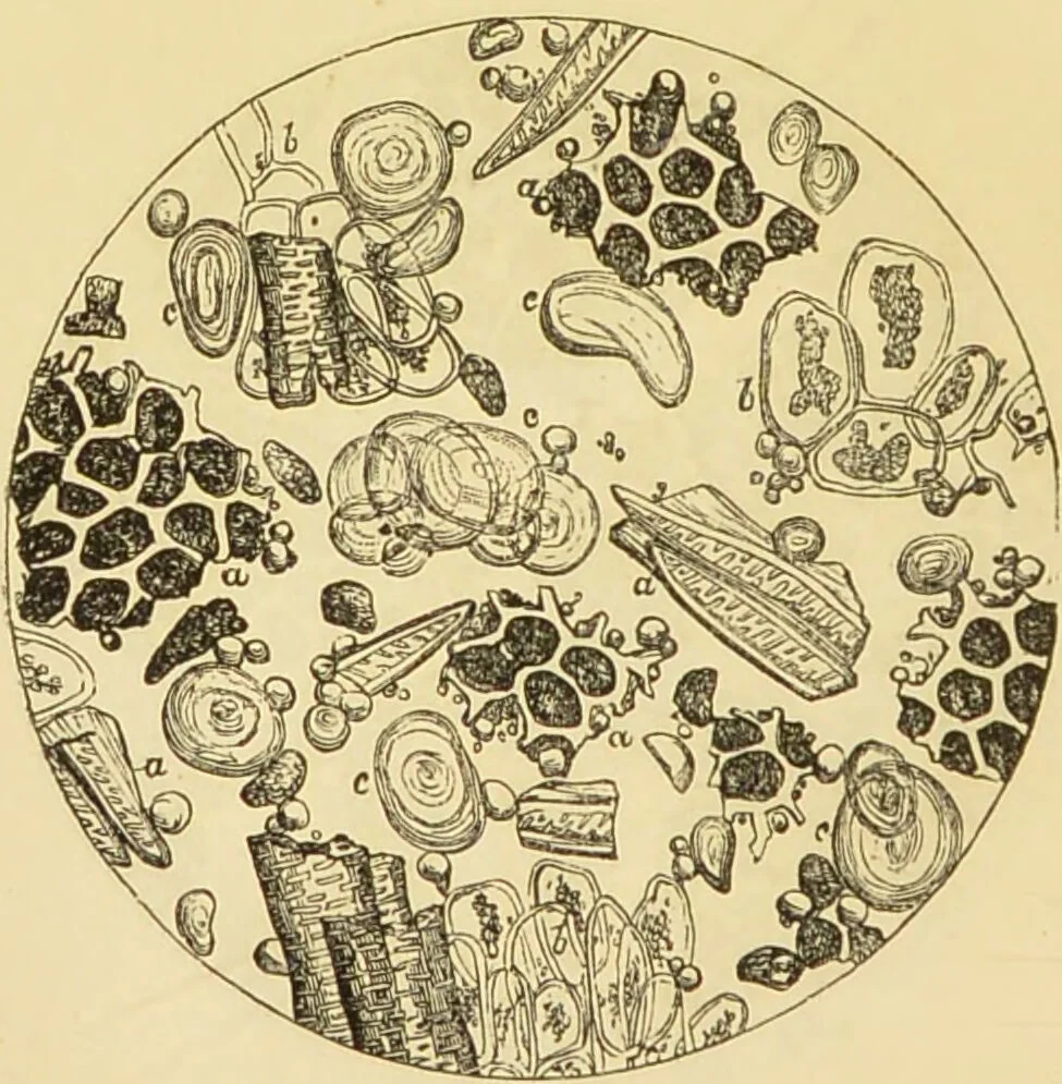 An illustration from The microscope: its history, construction, and application : being a familiar introduction to the use of the instrument and the study of microscopical sciences / by Jabez Hogg., 1869, leaf 379