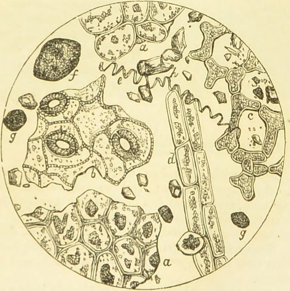 An illustration from The microscope: its history, construction, and application : being a familiar introduction to the use of the instrument and the study of microscopical sciences / by Jabez Hogg., 1869, leaf 380