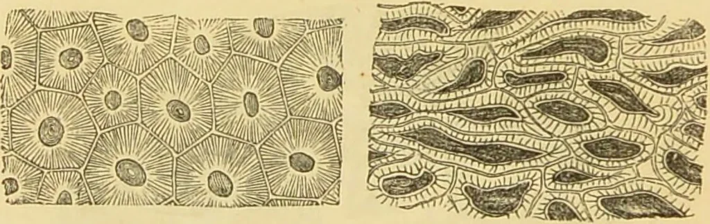 An illustration from The microscope: its history, construction, and application : being a familiar introduction to the use of the instrument and the study of microscopical sciences / by Jabez Hogg., 1869, leaf 381