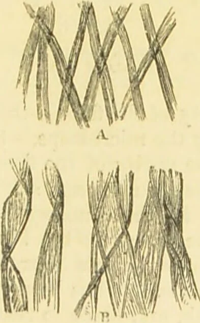 An illustration from The microscope: its history, construction, and application : being a familiar introduction to the use of the instrument and the study of microscopical sciences / by Jabez Hogg., 1869, leaf 384