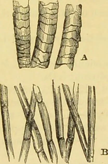 An illustration from The microscope: its history, construction, and application : being a familiar introduction to the use of the instrument and the study of microscopical sciences / by Jabez Hogg., 1869, leaf 385