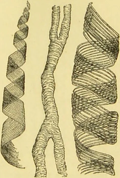 An illustration from The microscope: its history, construction, and application : being a familiar introduction to the use of the instrument and the study of microscopical sciences / by Jabez Hogg., 1869, leaf 386