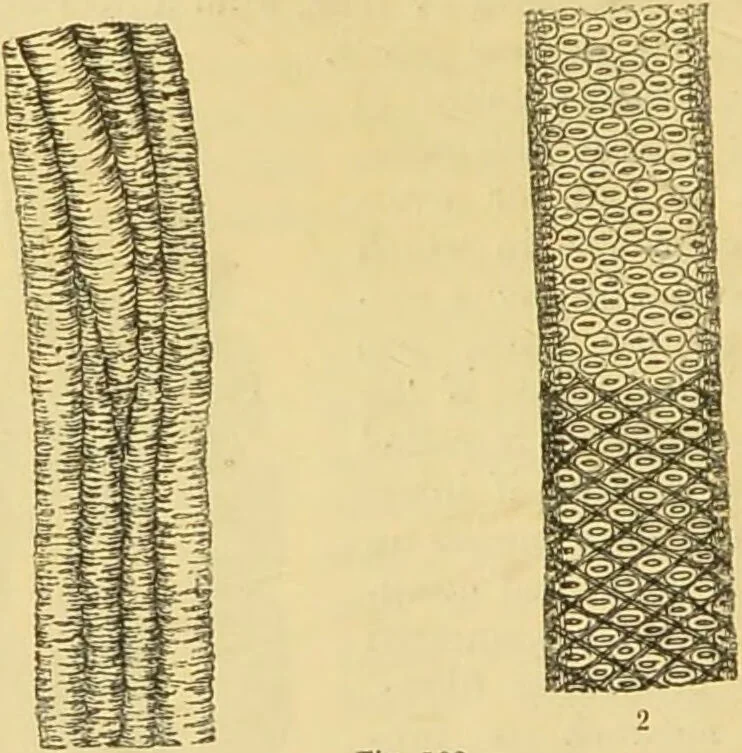 An illustration from The microscope: its history, construction, and application : being a familiar introduction to the use of the instrument and the study of microscopical sciences / by Jabez Hogg., 1869, leaf 387
