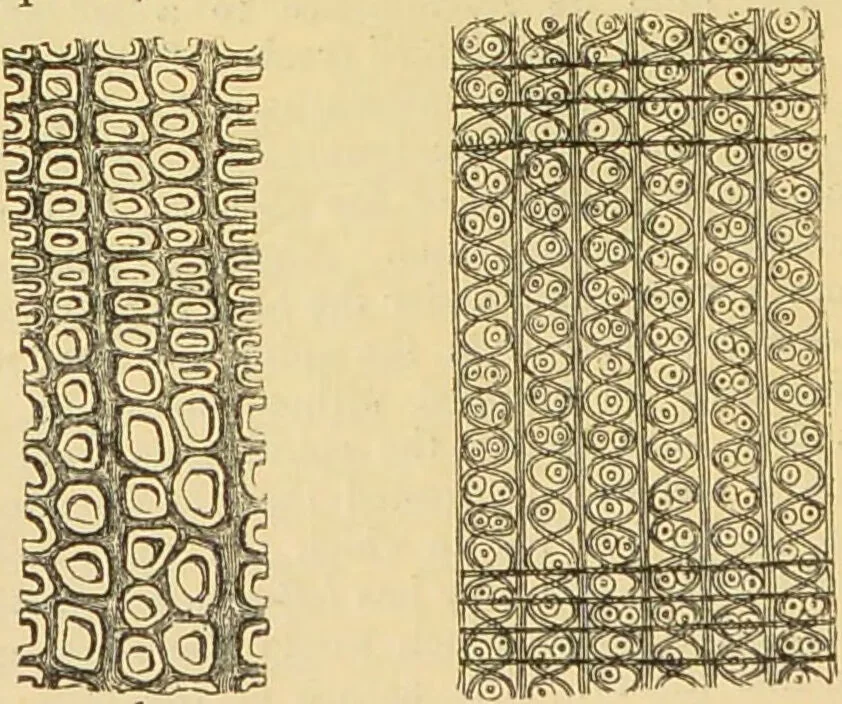An illustration from The microscope: its history, construction, and application : being a familiar introduction to the use of the instrument and the study of microscopical sciences / by Jabez Hogg., 1869, leaf 387