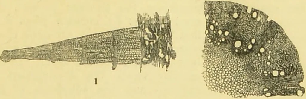 An illustration from The microscope: its history, construction, and application : being a familiar introduction to the use of the instrument and the study of microscopical sciences / by Jabez Hogg., 1869, leaf 388
