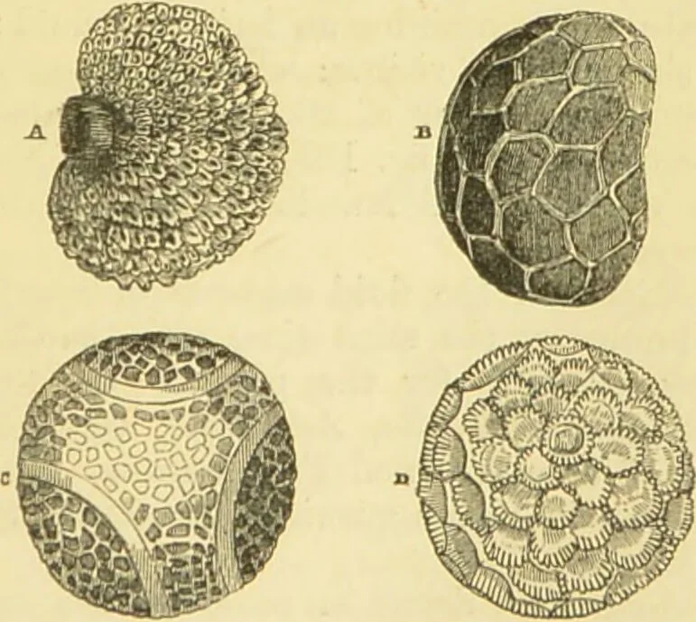 An illustration from The microscope: its history, construction, and application : being a familiar introduction to the use of the instrument and the study of microscopical sciences / by Jabez Hogg., 1869, leaf 392
