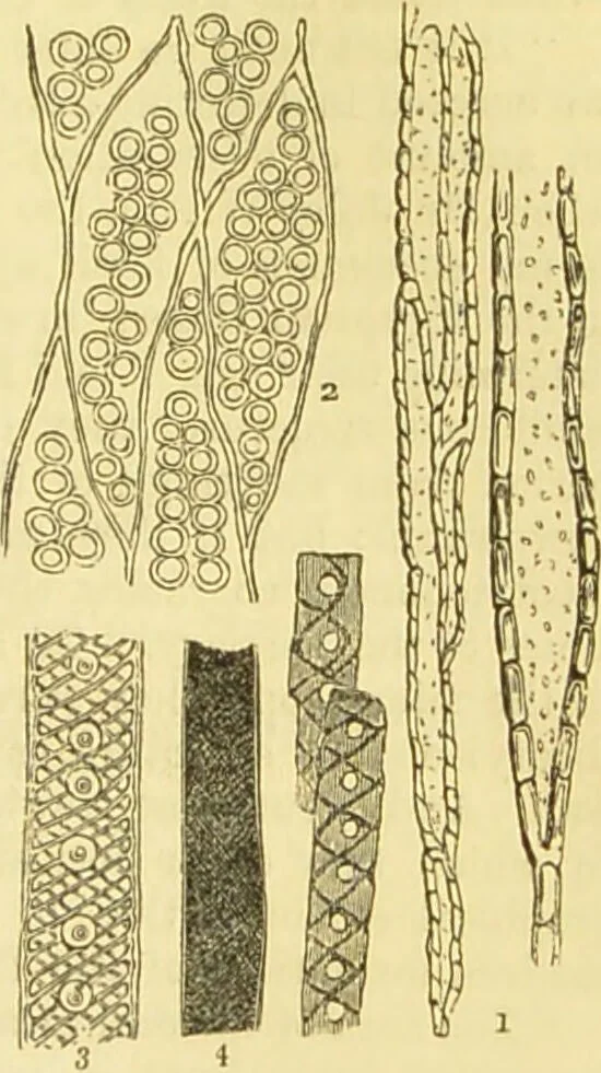 An illustration from The microscope: its history, construction, and application : being a familiar introduction to the use of the instrument and the study of microscopical sciences / by Jabez Hogg., 1869, leaf 394