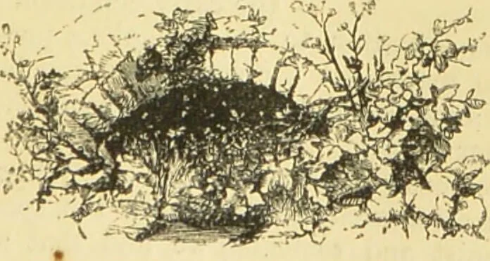 An illustration from The microscope: its history, construction, and application : being a familiar introduction to the use of the instrument and the study of microscopical sciences / by Jabez Hogg., 1869, leaf 396