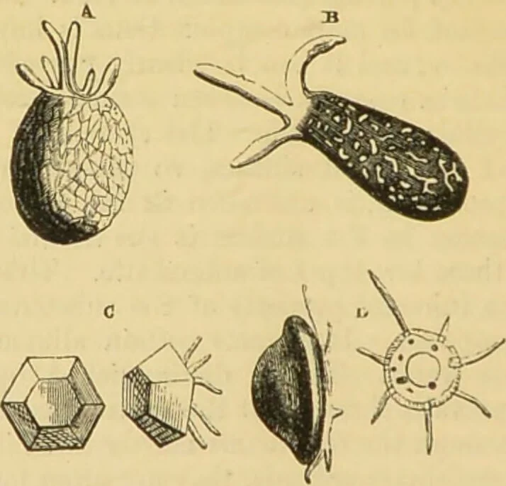 An illustration from The microscope: its history, construction, and application : being a familiar introduction to the use of the instrument and the study of microscopical sciences / by Jabez Hogg., 1869, leaf 403