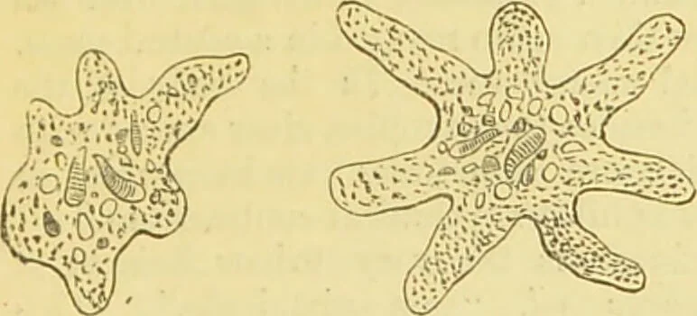 An illustration from The microscope: its history, construction, and application : being a familiar introduction to the use of the instrument and the study of microscopical sciences / by Jabez Hogg., 1869, leaf 404