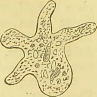 An illustration from The microscope: its history, construction, and application : being a familiar introduction to the use of the instrument and the study of microscopical sciences / by Jabez Hogg., 1869, leaf 404