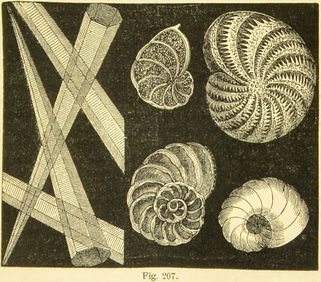 An illustration from The microscope: its history, construction, and application : being a familiar introduction to the use of the instrument and the study of microscopical sciences / by Jabez Hogg., 1869, leaf 406