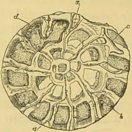 An illustration from The microscope: its history, construction, and application : being a familiar introduction to the use of the instrument and the study of microscopical sciences / by Jabez Hogg., 1869, leaf 411
