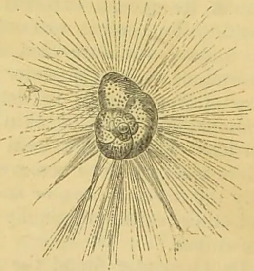 An illustration from The microscope: its history, construction, and application : being a familiar introduction to the use of the instrument and the study of microscopical sciences / by Jabez Hogg., 1869, leaf 411