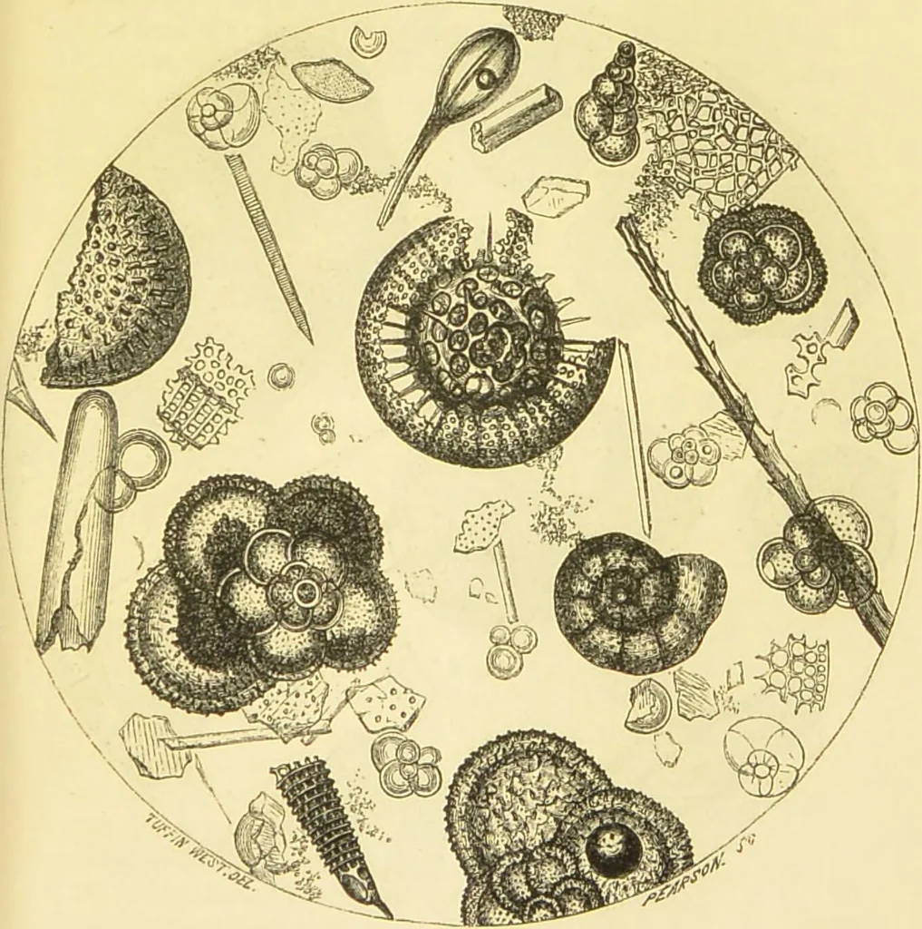 An illustration from The microscope: its history, construction, and application : being a familiar introduction to the use of the instrument and the study of microscopical sciences / by Jabez Hogg., 1869, leaf 412
