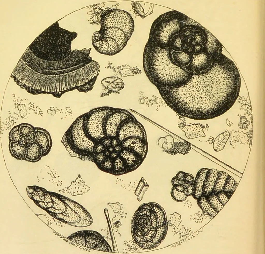 An illustration from The microscope: its history, construction, and application : being a familiar introduction to the use of the instrument and the study of microscopical sciences / by Jabez Hogg., 1869, leaf 413