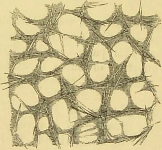 An illustration from The microscope: its history, construction, and application : being a familiar introduction to the use of the instrument and the study of microscopical sciences / by Jabez Hogg., 1869, leaf 417
