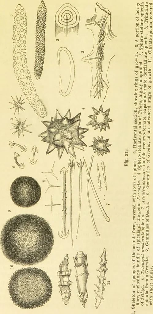 An illustration from The microscope: its history, construction, and application : being a familiar introduction to the use of the instrument and the study of microscopical sciences / by Jabez Hogg., 1869, leaf 418