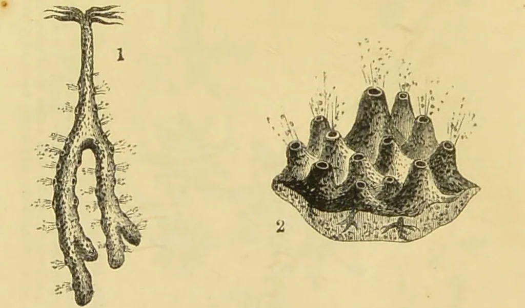 An illustration from The microscope: its history, construction, and application : being a familiar introduction to the use of the instrument and the study of microscopical sciences / by Jabez Hogg., 1869, leaf 419