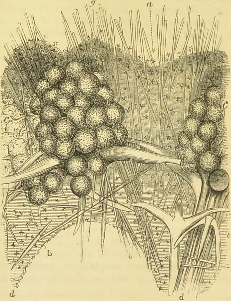 An illustration from The microscope: its history, construction, and application : being a familiar introduction to the use of the instrument and the study of microscopical sciences / by Jabez Hogg., 1869, leaf 421