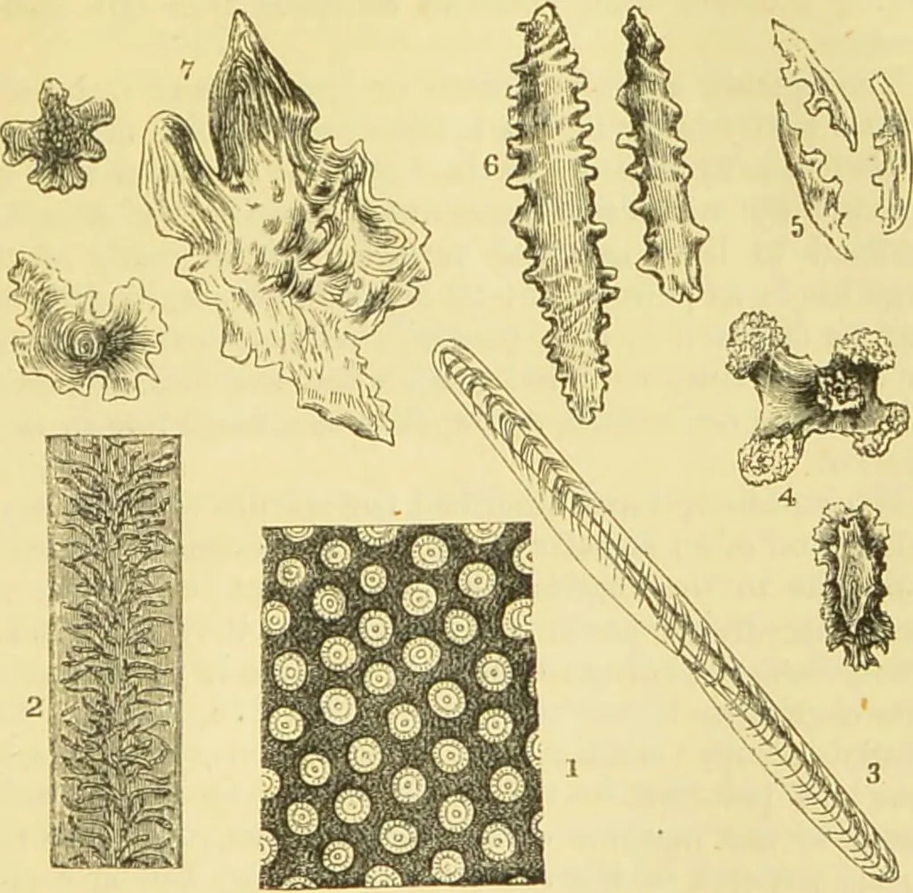 An illustration from The microscope: its history, construction, and application : being a familiar introduction to the use of the instrument and the study of microscopical sciences / by Jabez Hogg., 1869, leaf 428