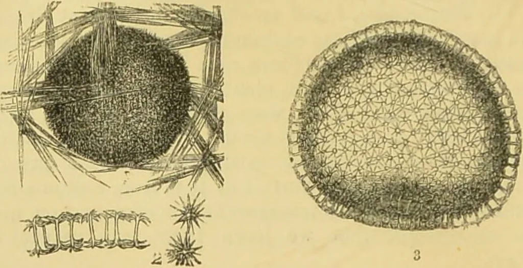 An illustration from The microscope: its history, construction, and application : being a familiar introduction to the use of the instrument and the study of microscopical sciences / by Jabez Hogg., 1869, leaf 431