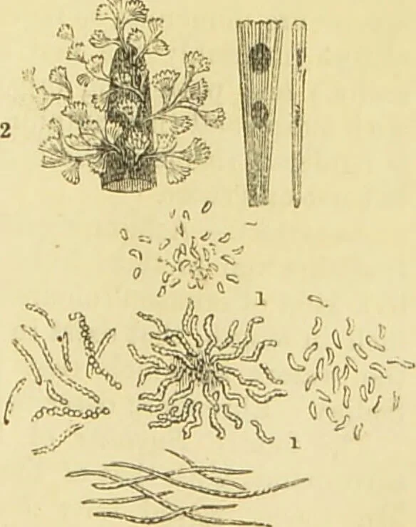 An illustration from The microscope: its history, construction, and application : being a familiar introduction to the use of the instrument and the study of microscopical sciences / by Jabez Hogg., 1869, leaf 442