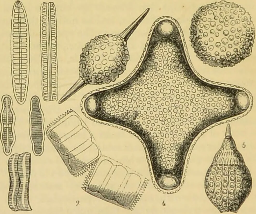 An illustration from The microscope: its history, construction, and application : being a familiar introduction to the use of the instrument and the study of microscopical sciences / by Jabez Hogg., 1869, leaf 447