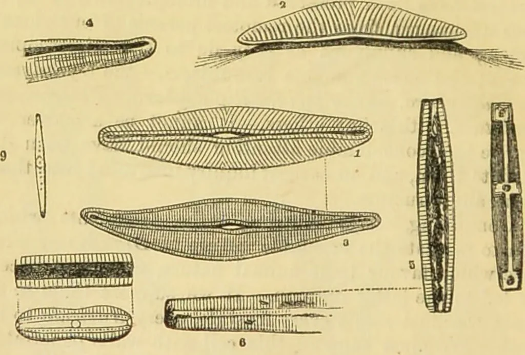 An illustration from The microscope: its history, construction, and application : being a familiar introduction to the use of the instrument and the study of microscopical sciences / by Jabez Hogg., 1869, leaf 449