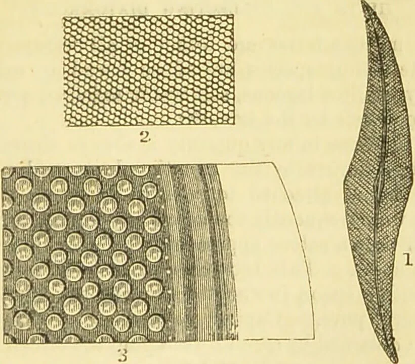 An illustration from The microscope: its history, construction, and application : being a familiar introduction to the use of the instrument and the study of microscopical sciences / by Jabez Hogg., 1869, leaf 458