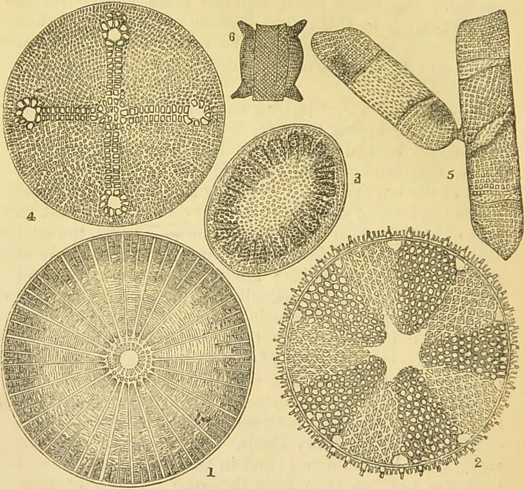 An illustration from The microscope: its history, construction, and application : being a familiar introduction to the use of the instrument and the study of microscopical sciences / by Jabez Hogg., 1869, leaf 463