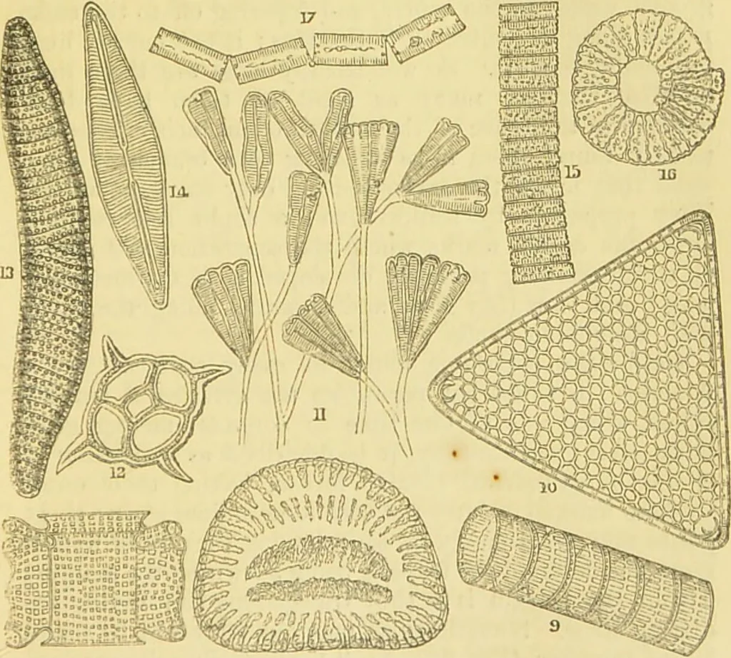 An illustration from The microscope: its history, construction, and application : being a familiar introduction to the use of the instrument and the study of microscopical sciences / by Jabez Hogg., 1869, leaf 468