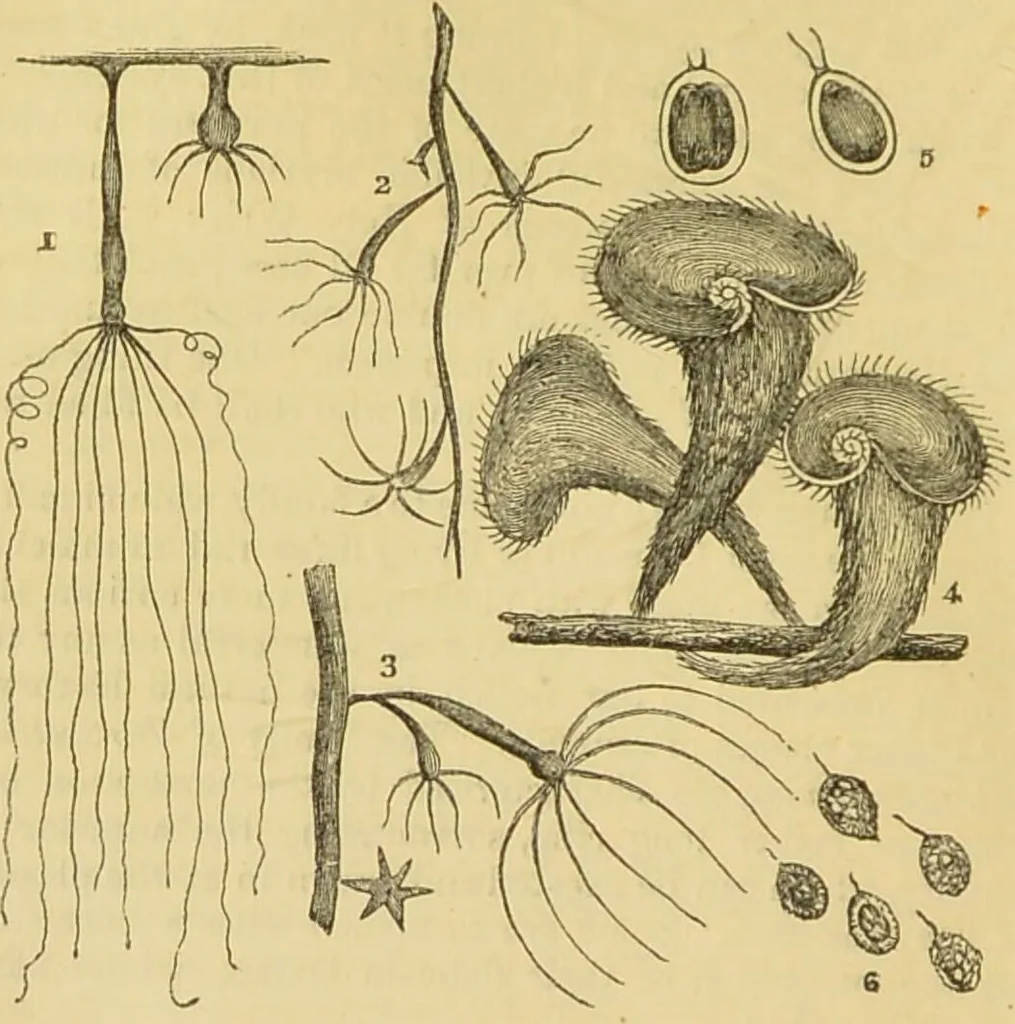 An illustration from The microscope: its history, construction, and application : being a familiar introduction to the use of the instrument and the study of microscopical sciences / by Jabez Hogg., 1869, leaf 477