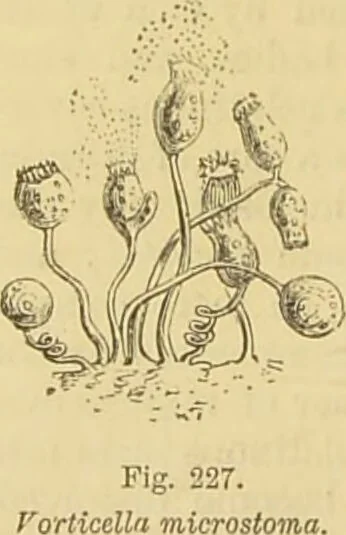 An illustration from The microscope: its history, construction, and application : being a familiar introduction to the use of the instrument and the study of microscopical sciences / by Jabez Hogg., 1869, leaf 479