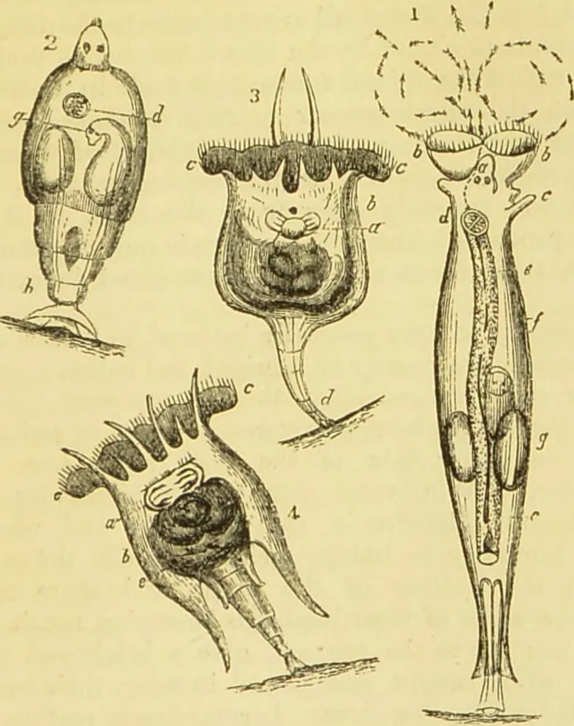 An illustration from The microscope: its history, construction, and application : being a familiar introduction to the use of the instrument and the study of microscopical sciences / by Jabez Hogg., 1869, leaf 484
