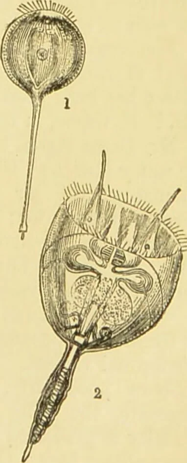An illustration from The microscope: its history, construction, and application : being a familiar introduction to the use of the instrument and the study of microscopical sciences / by Jabez Hogg., 1869, leaf 486