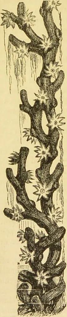 An illustration from The microscope: its history, construction, and application : being a familiar introduction to the use of the instrument and the study of microscopical sciences / by Jabez Hogg., 1869, leaf 493