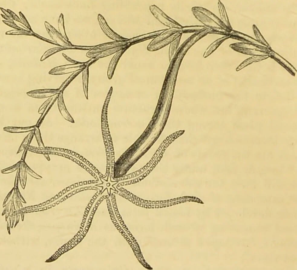 An illustration from The microscope: its history, construction, and application : being a familiar introduction to the use of the instrument and the study of microscopical sciences / by Jabez Hogg., 1869, leaf 497