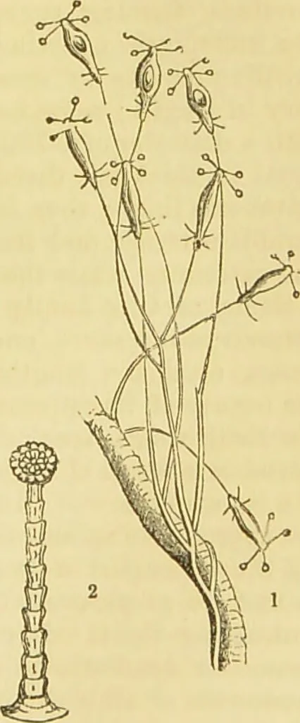 An illustration from The microscope: its history, construction, and application : being a familiar introduction to the use of the instrument and the study of microscopical sciences / by Jabez Hogg., 1869, leaf 506