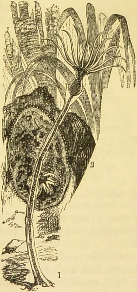 An illustration from The microscope: its history, construction, and application : being a familiar introduction to the use of the instrument and the study of microscopical sciences / by Jabez Hogg., 1869, leaf 509