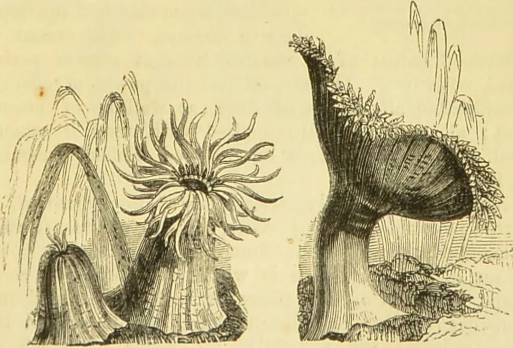 An illustration from The microscope: its history, construction, and application : being a familiar introduction to the use of the instrument and the study of microscopical sciences / by Jabez Hogg., 1869, leaf 514