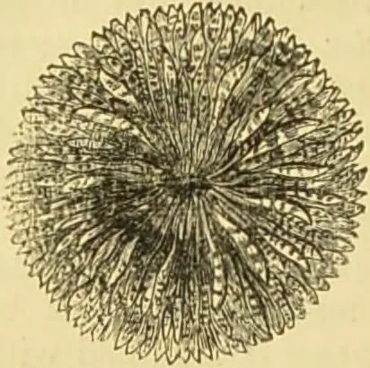An illustration from The microscope: its history, construction, and application : being a familiar introduction to the use of the instrument and the study of microscopical sciences / by Jabez Hogg., 1869, leaf 515