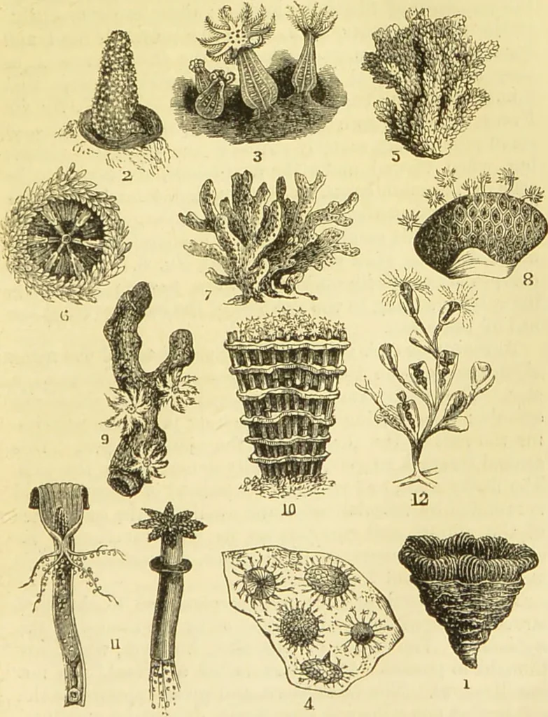 An illustration from The microscope: its history, construction, and application : being a familiar introduction to the use of the instrument and the study of microscopical sciences / by Jabez Hogg., 1869, leaf 516