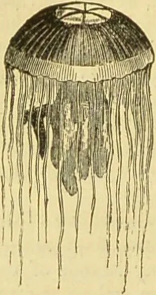An illustration from The microscope: its history, construction, and application : being a familiar introduction to the use of the instrument and the study of microscopical sciences / by Jabez Hogg., 1869, leaf 523
