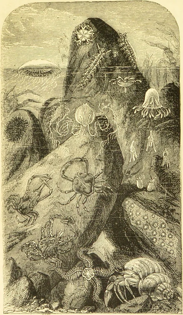 An illustration from The microscope: its history, construction, and application : being a familiar introduction to the use of the instrument and the study of microscopical sciences / by Jabez Hogg., 1869, leaf 530