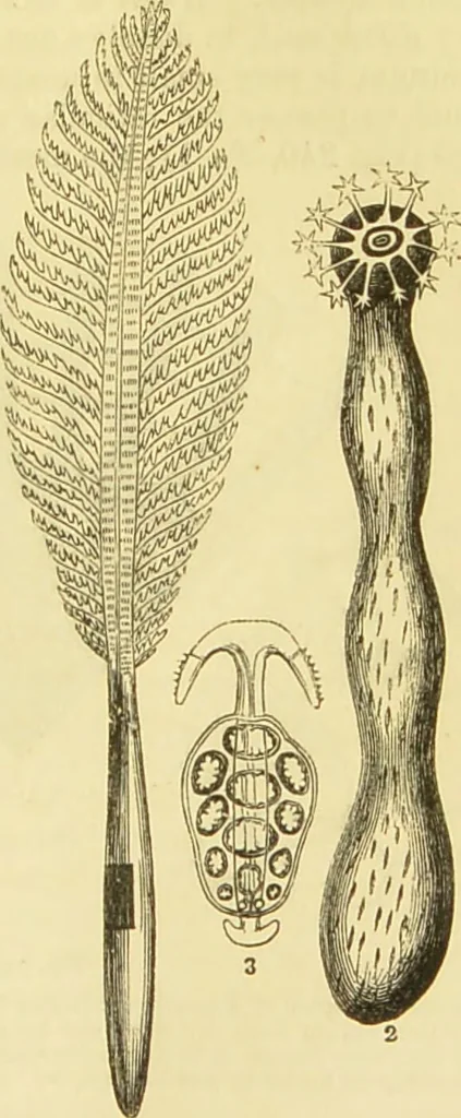 An illustration from The microscope: its history, construction, and application : being a familiar introduction to the use of the instrument and the study of microscopical sciences / by Jabez Hogg., 1869, leaf 534