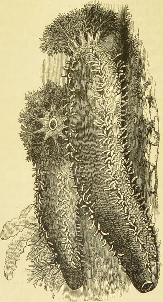 An illustration from The microscope: its history, construction, and application : being a familiar introduction to the use of the instrument and the study of microscopical sciences / by Jabez Hogg., 1869, leaf 538