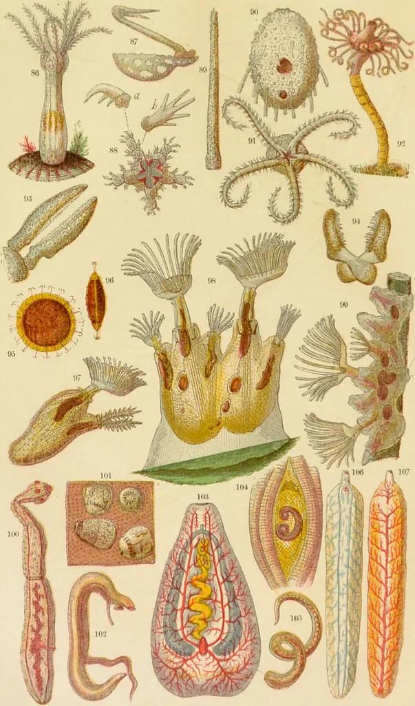 An illustration from The microscope: its history, construction, and application : being a familiar introduction to the use of the instrument and the study of microscopical sciences / by Jabez Hogg., 1869, leaf 543