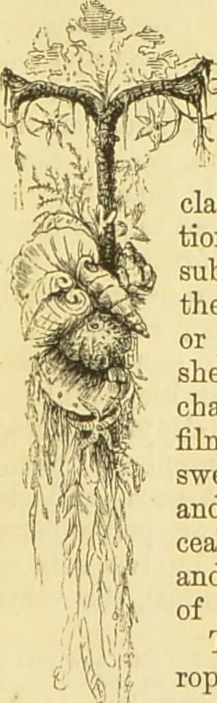 An illustration from The microscope: its history, construction, and application : being a familiar introduction to the use of the instrument and the study of microscopical sciences / by Jabez Hogg., 1869, leaf 544