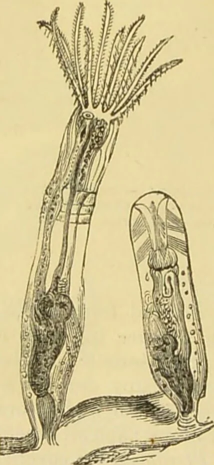 An illustration from The microscope: its history, construction, and application : being a familiar introduction to the use of the instrument and the study of microscopical sciences / by Jabez Hogg., 1869, leaf 545